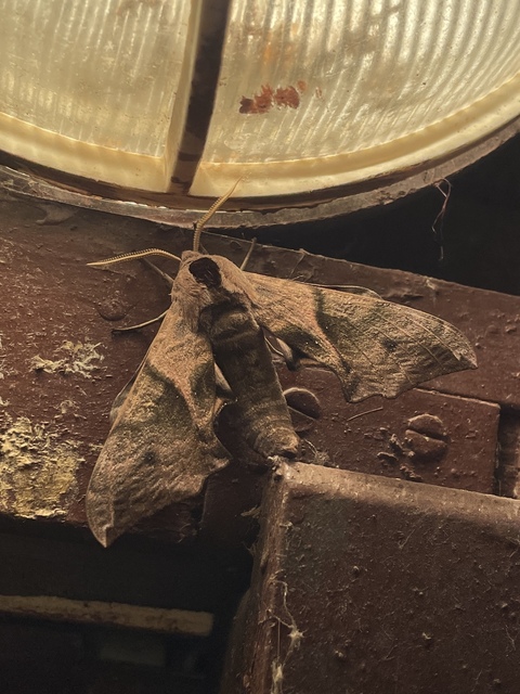 Smerinthus ocellatus - esti pávaszem