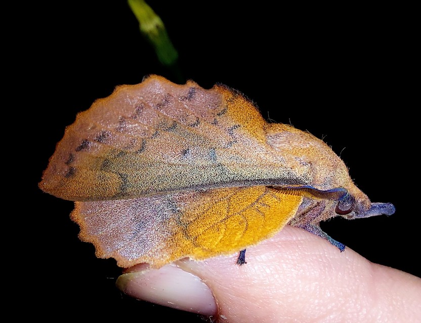 Gastropacha quercifolia - tölgylevélpohók