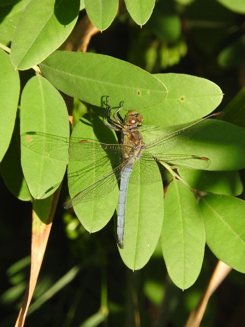 Orthetrum coerulescens - karcsú pásztorszitakötő