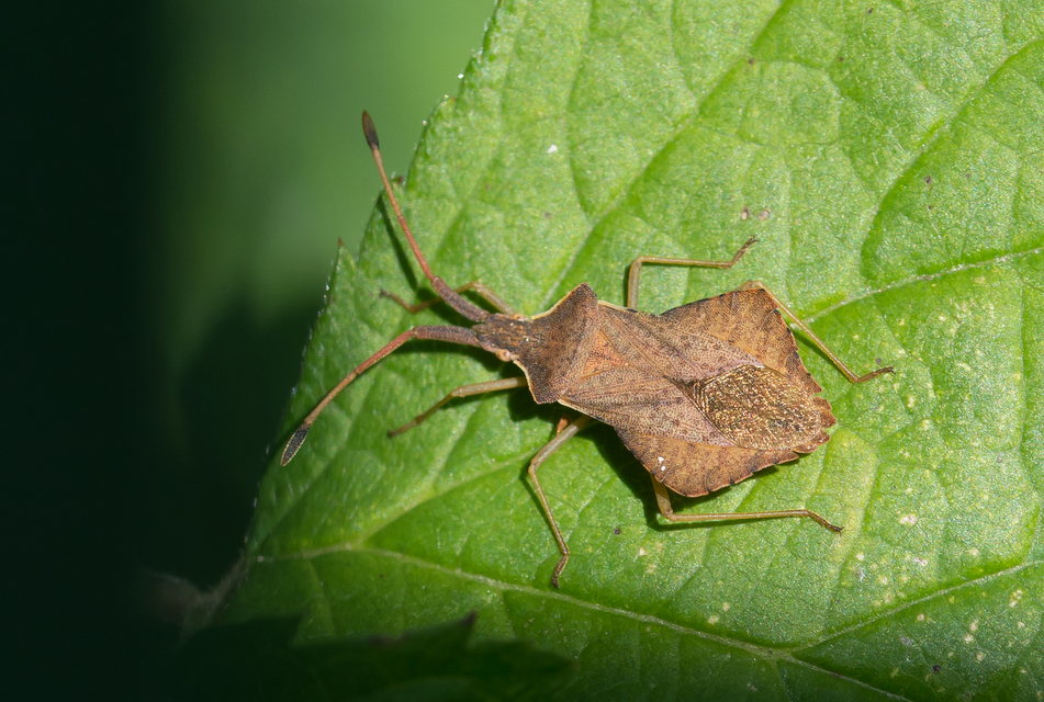 Syromastus rhombeus - vitorlás karimáspoloska