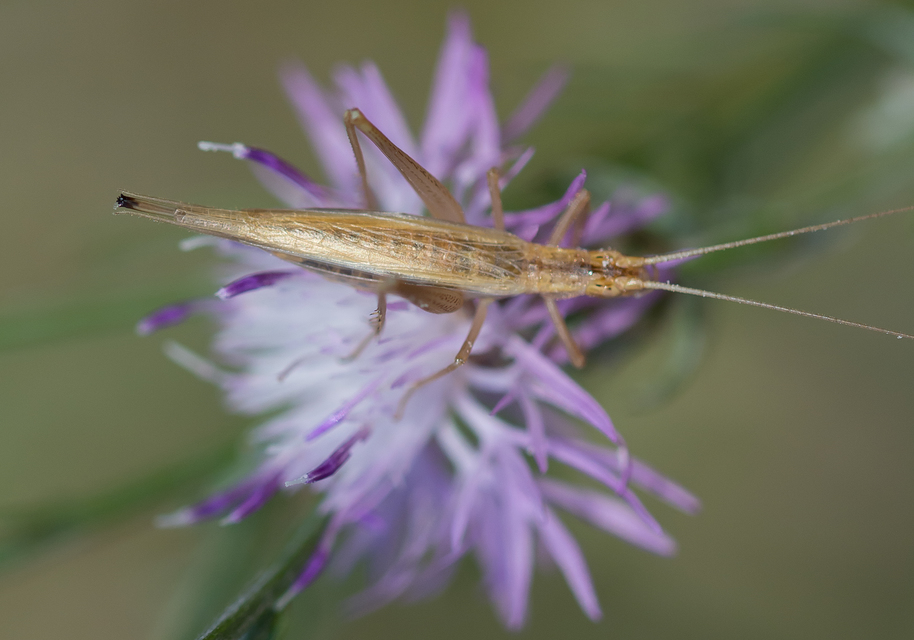 Oecanthus pellucens - pirregőtücsök