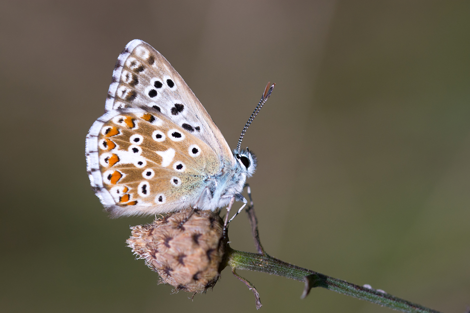 Polyommatus coridon - ezüstkék boglárka