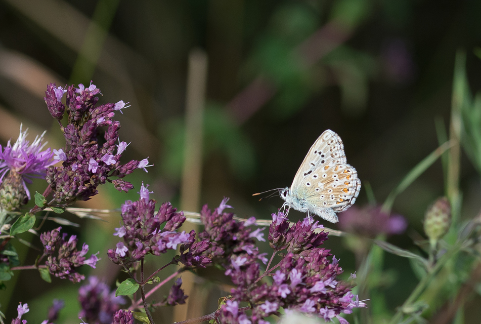 Polyommatus coridon - ezüstkék boglárka