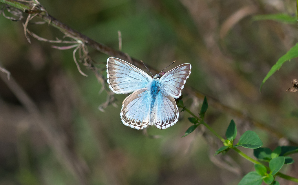Polyommatus coridon - ezüstkék boglárka