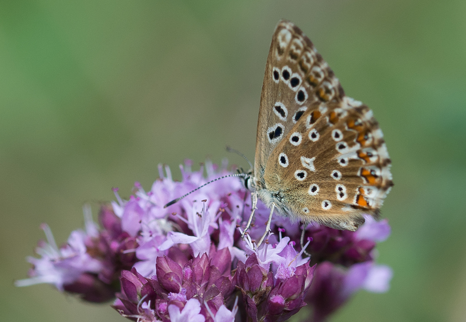 Polyommatus coridon - ezüstkék boglárka