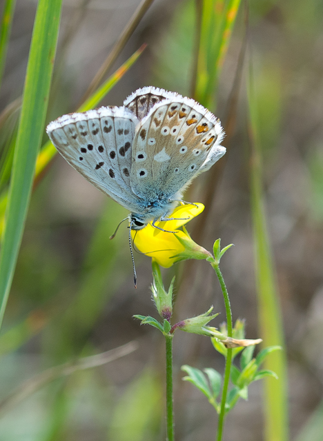 Polyommatus coridon - ezüstkék boglárka