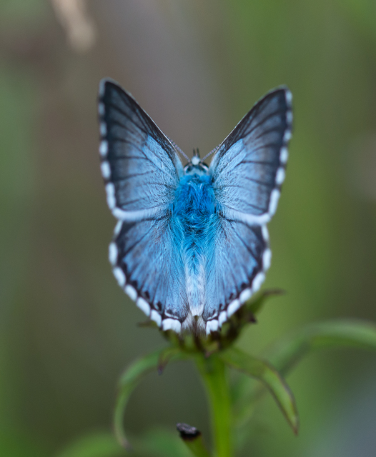 Polyommatus coridon - ezüstkék boglárka