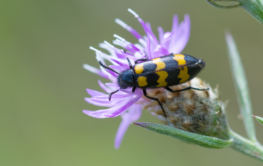 Mylabris variabilis - szalagos hólyaghúzó