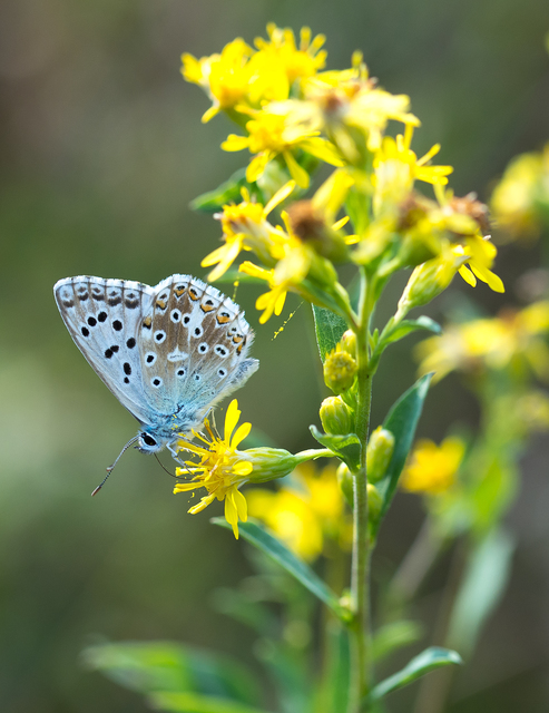 Polyommatus coridon - ezüstkék boglárka