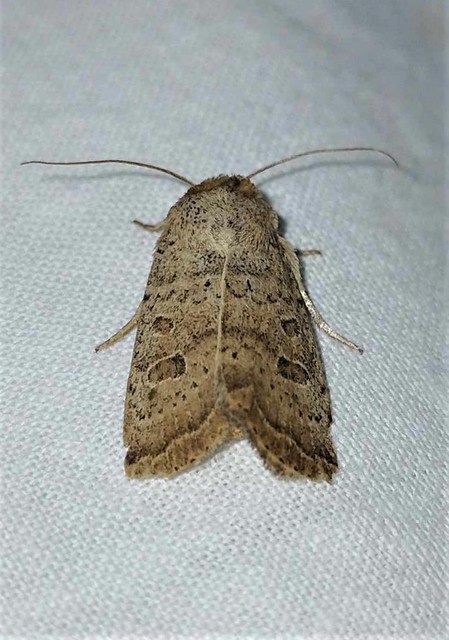 Hoplodrina superstes - ritka selymesbagoly