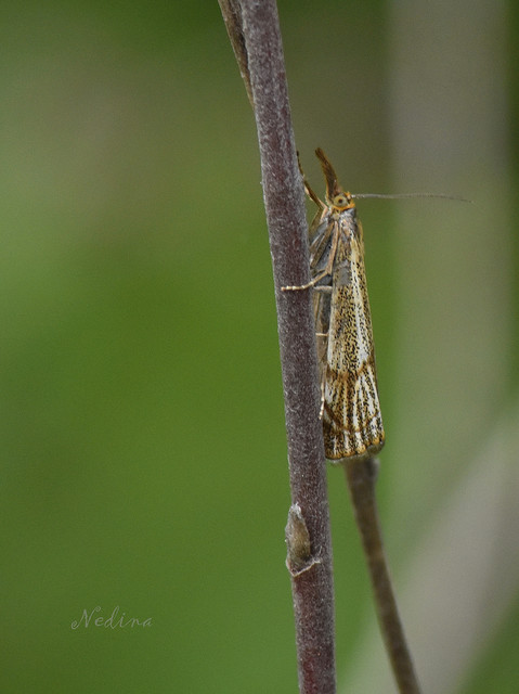 Thisanotia chrysonuchella - tavaszi fűgyökérmoly