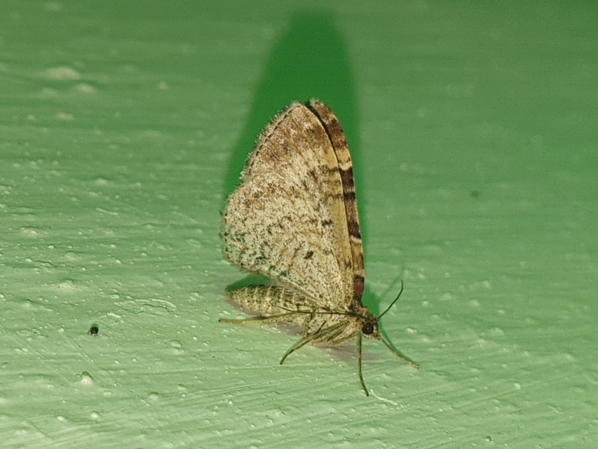 Xanthorhoe spadicearia - sávos tarkaaraszoló