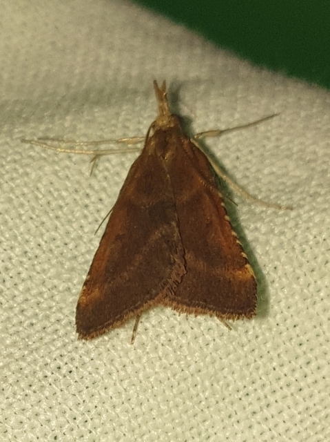 Synaphe punctalis - hosszúlábú fényilonca