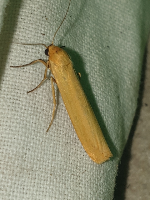 Eilema lutarella - narancsszínű zuzmószövő