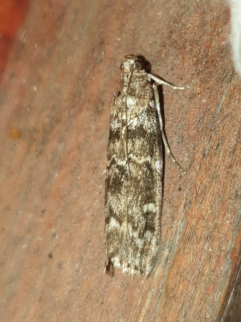 Dioryctria