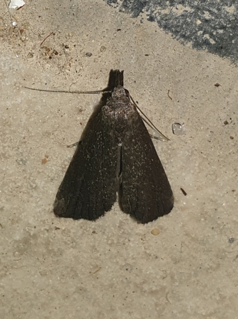 Schrankia costaestrigalis - keskenyszárnyú karcsúbagoly