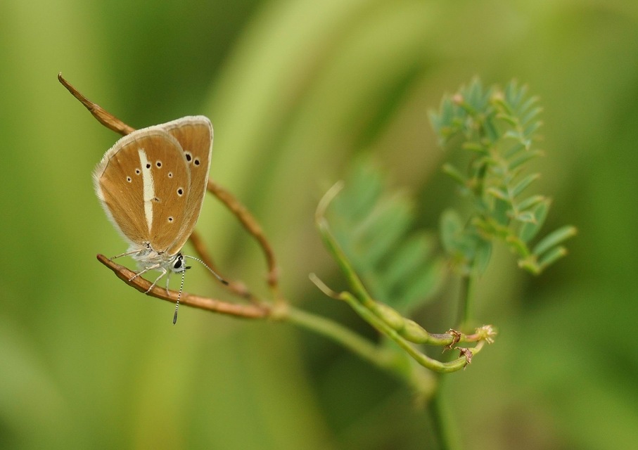 Polyommatus damon - csíkos boglárka
