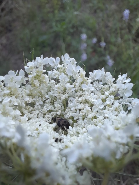 Variimorda villosa - szalagos maróka