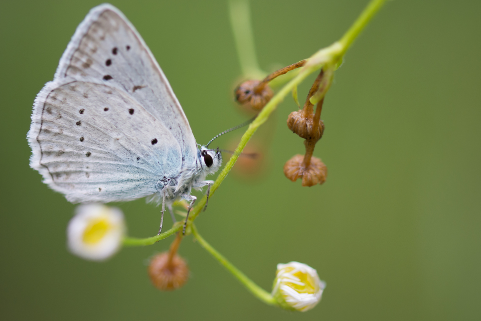 Polyommatus daphnis - csipkés boglárka