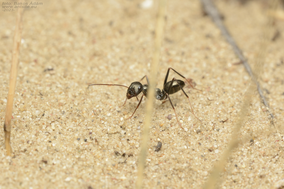 Cataglyphis aenescens - fekete fürgehangya