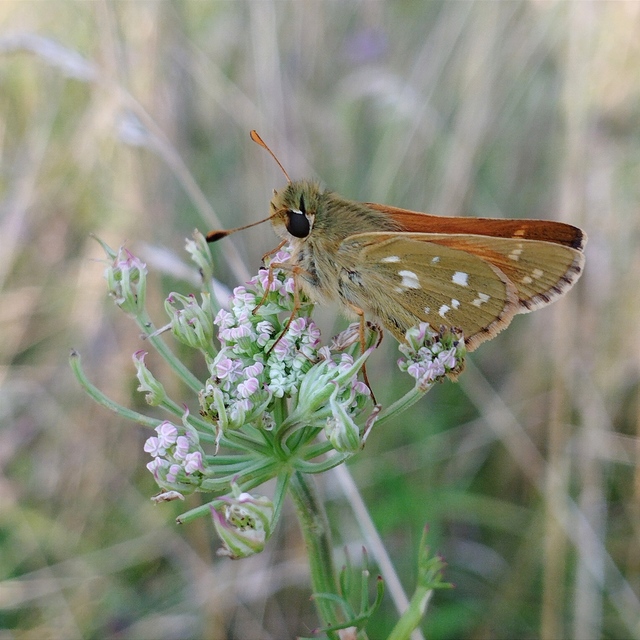 Hesperia comma - vesszős busalepke