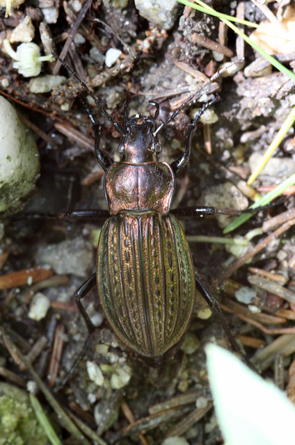 Carabus ulrichii - rezes futrinka Carabus ulrichii - rezes futrinka