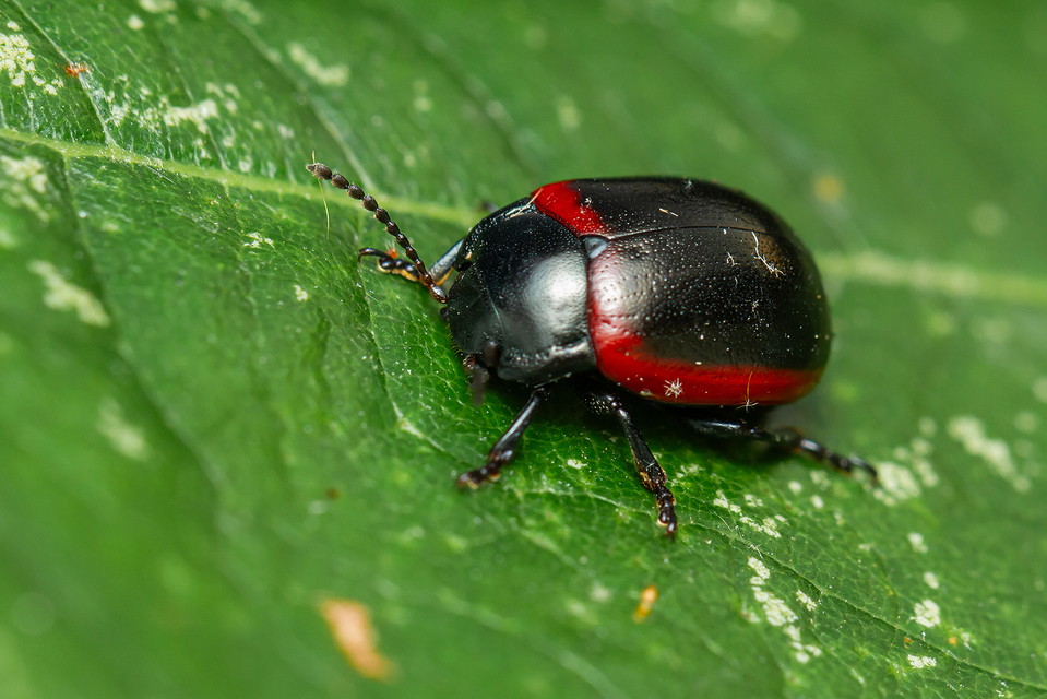 Chrysolina limbata - keretes levélbogár