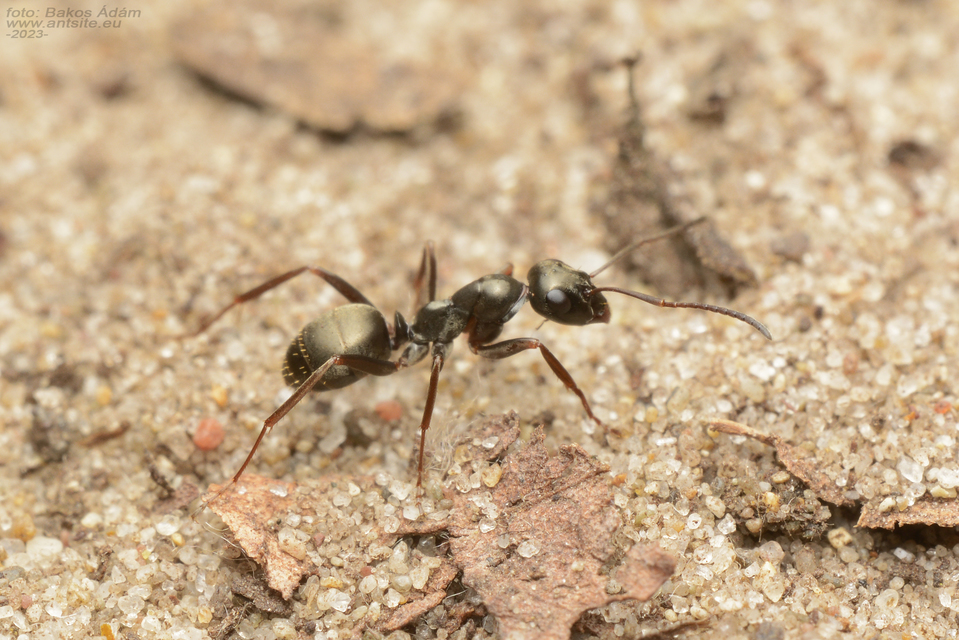 Formica fusca - kormos rabszolgahangya