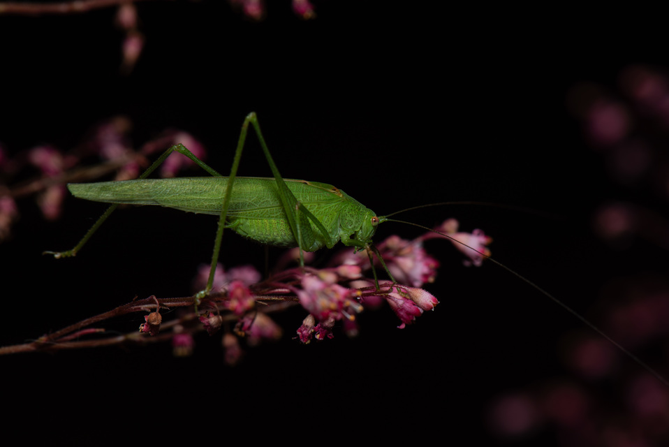 Phaneroptera nana - pontozott repülőszöcske