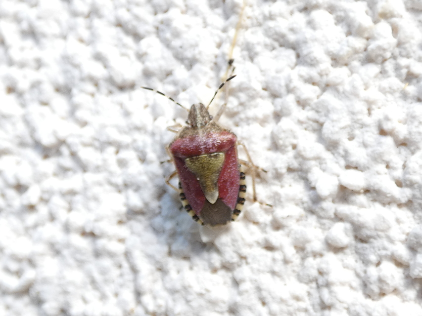 Dolycoris baccarum - közönséges bogyómászó-poloska Dolycoris baccarum - közönséges bogyómászó-poloska