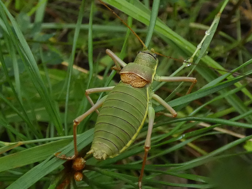 Ephippiger ephippiger - nyergesszöcske