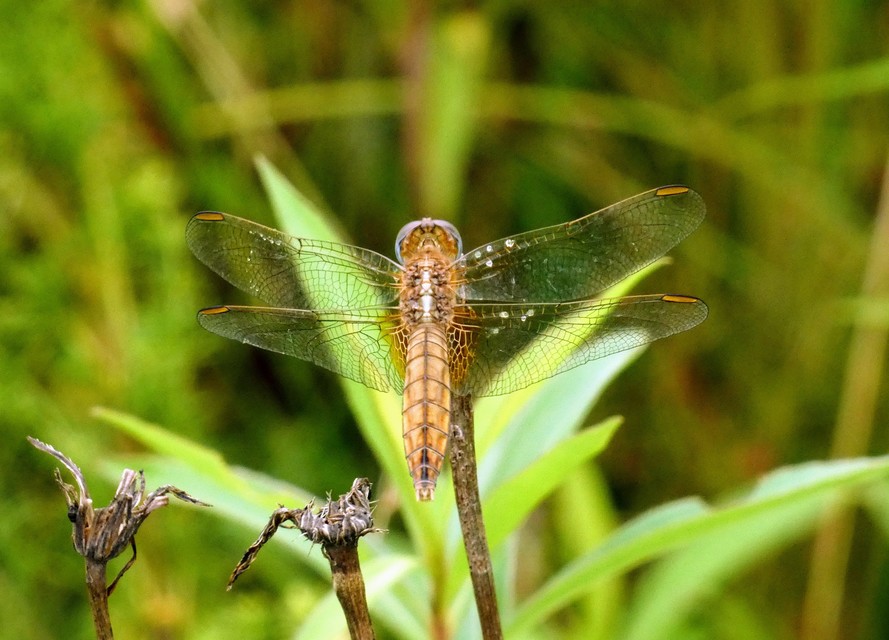 Crocothemis erythraea - skarlát szitakötő