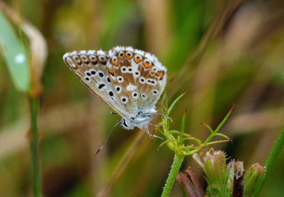 Polyommatus coridon - ezüstkék boglárka