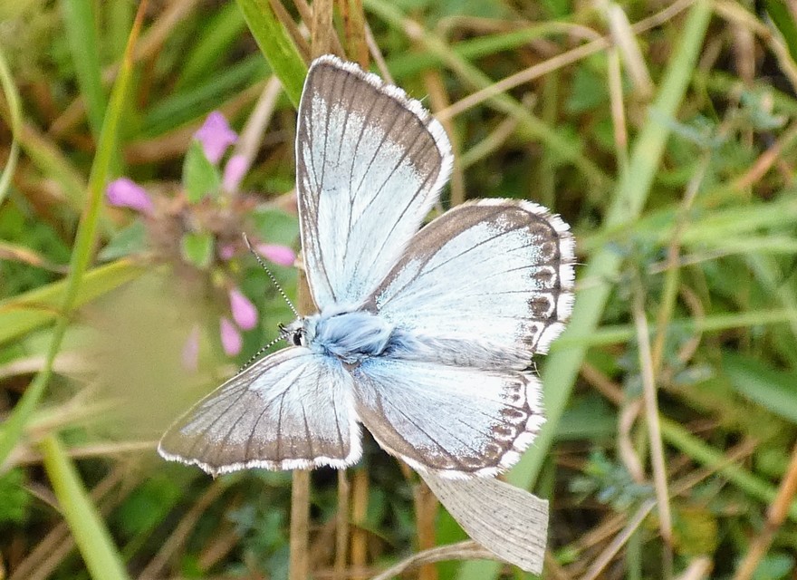 Polyommatus coridon - ezüstkék boglárka