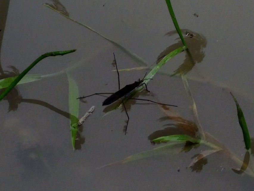 Gerridae - molnárpoloskák