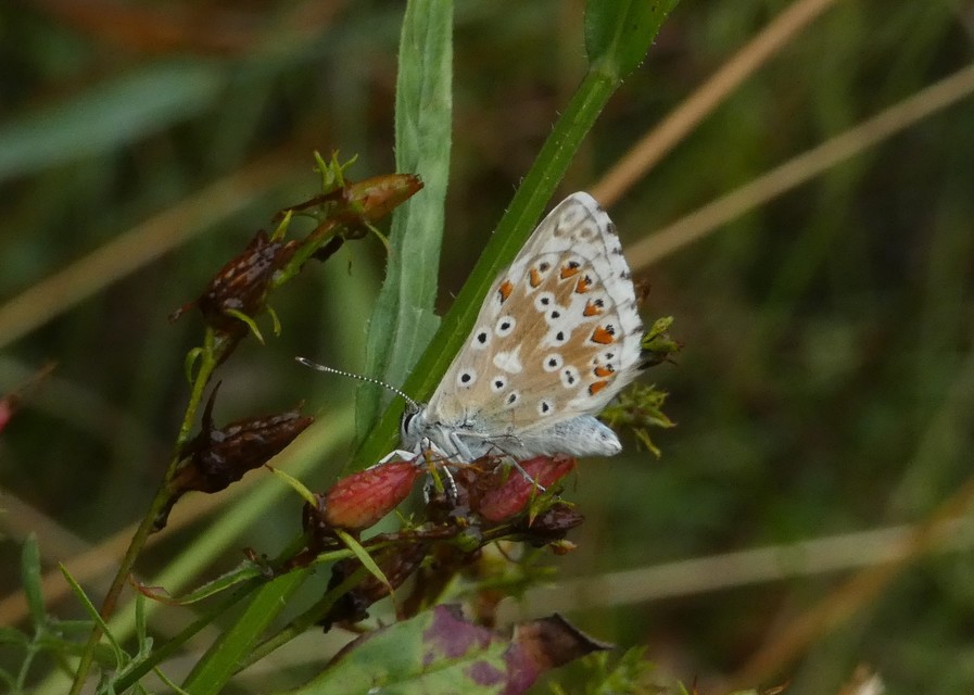 Polyommatus coridon - ezüstkék boglárka
