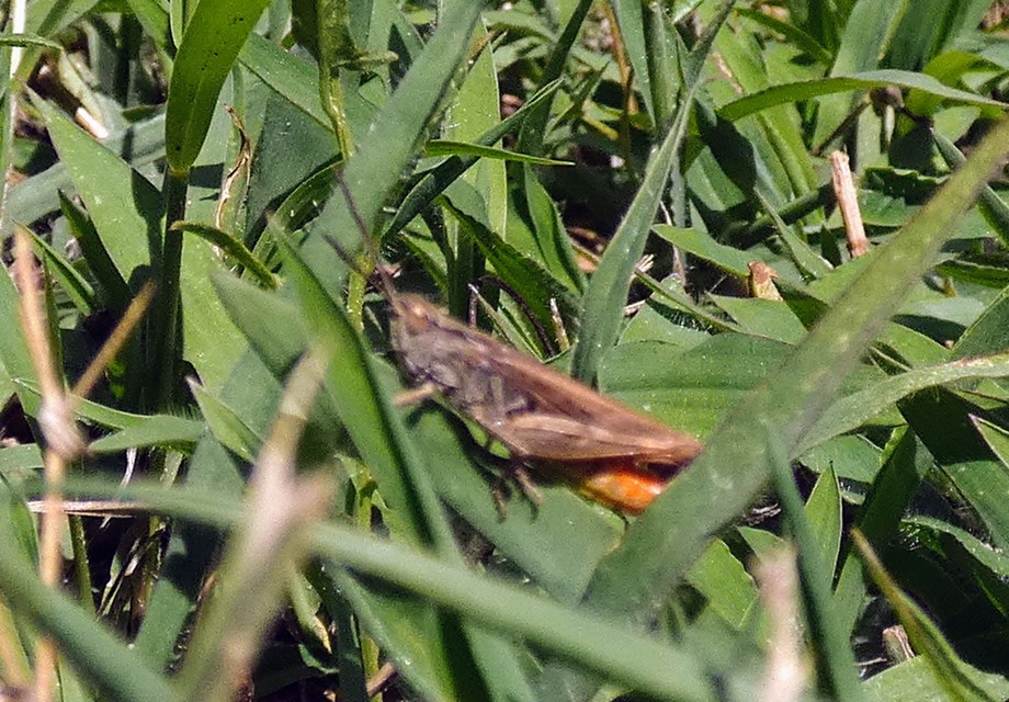 Chorthippus (Glyptobothrus) (subgenus)