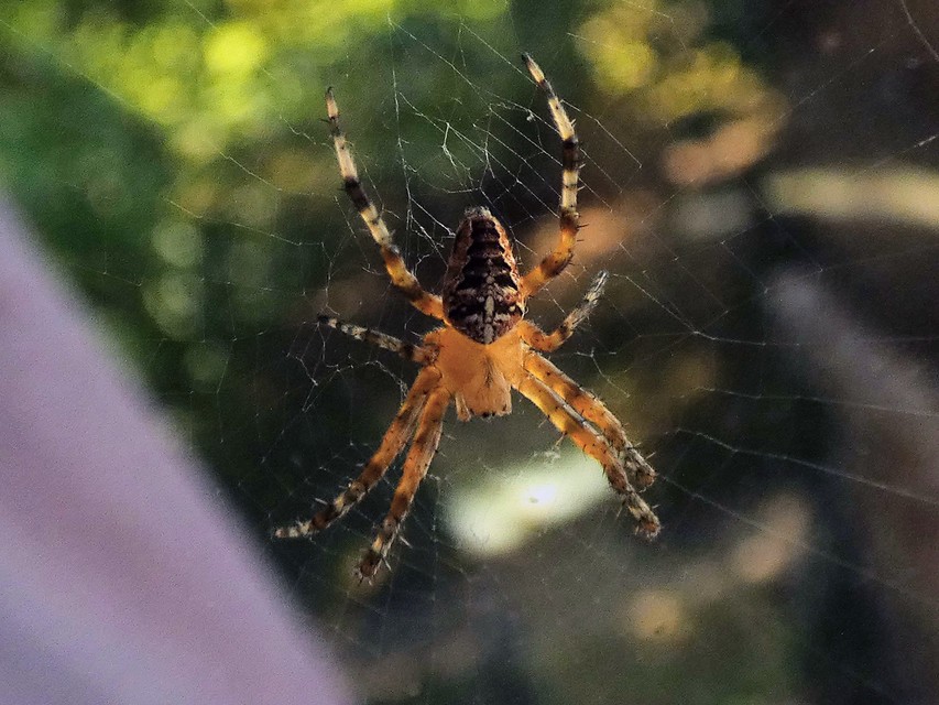 Araneus diadematus - koronás keresztespók