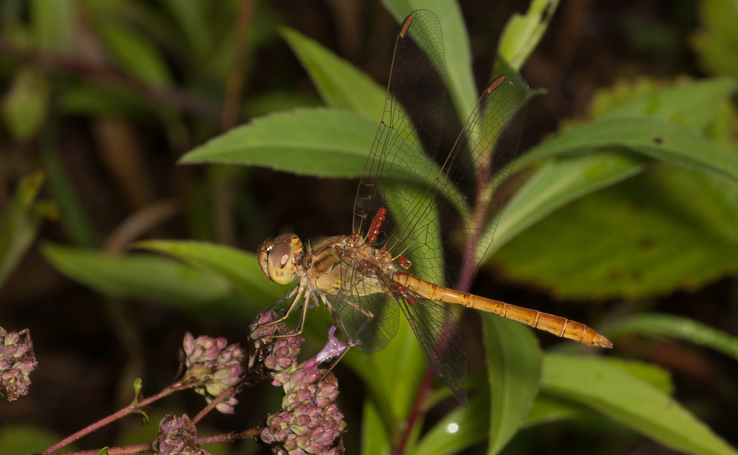 Sympetrum meridionale - fakó katona-szitakötő