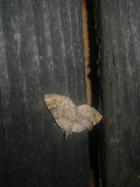 Xanthorhoe quadrifasiata - négysávos tarkaaraszoló