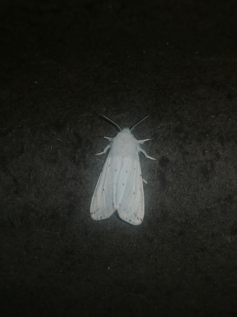Spilosoma urticae - hószínű medvelepke