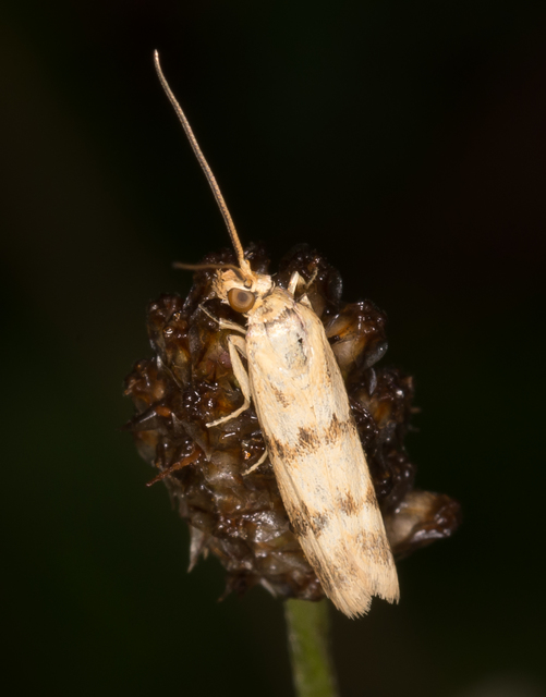 Homoeosoma sinuella - agyagsárga karcsúmoly