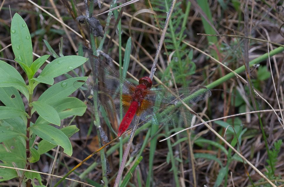 Crocothemis erythraea - skarlát szitakötő