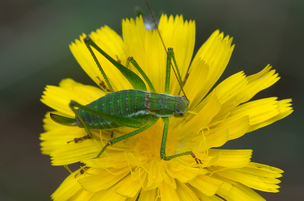 Leptophyes albovittata - közönséges virágszöcske