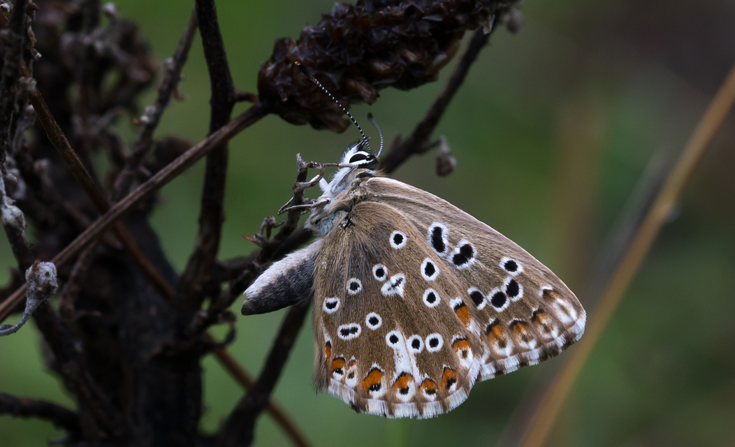 Polyommatus coridon - ezüstkék boglárka