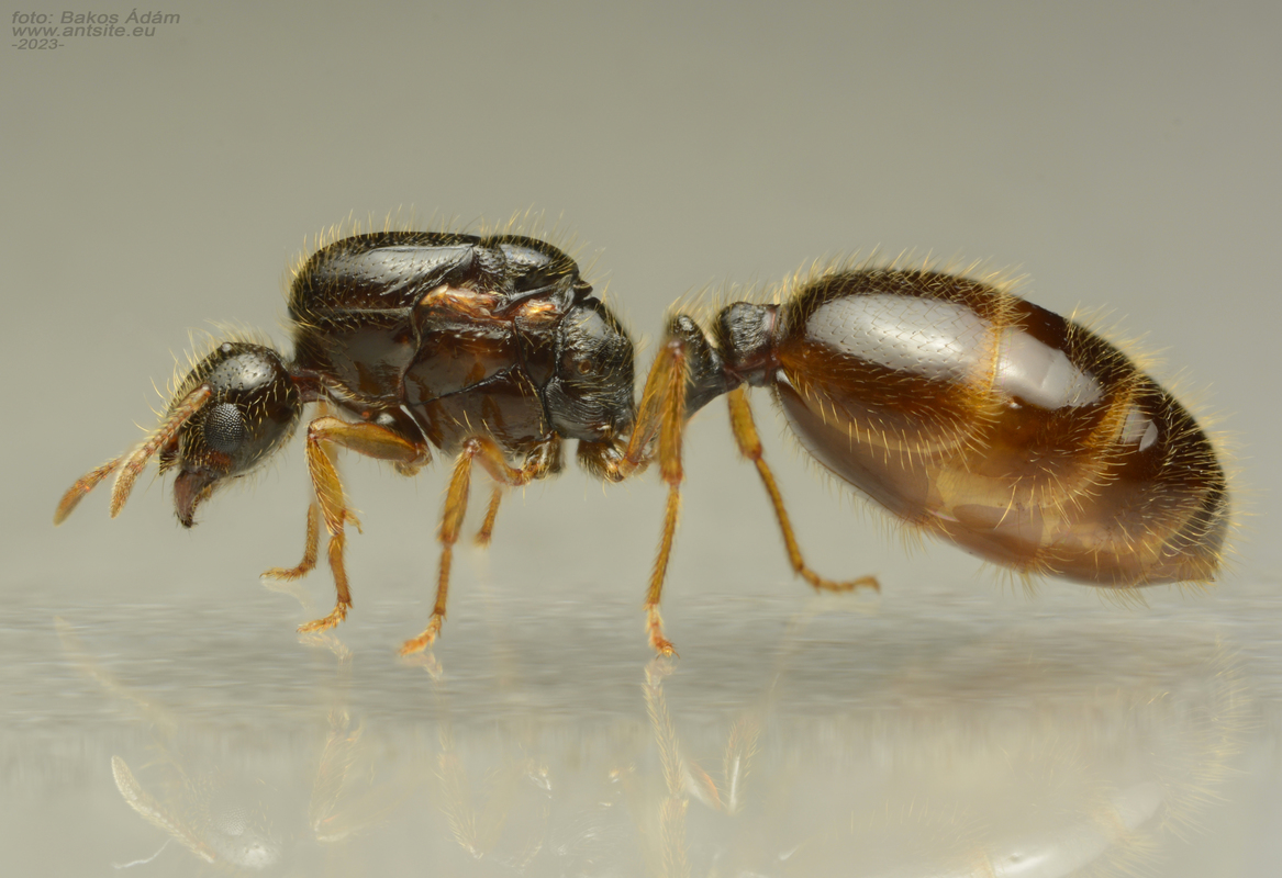 Solenopsis fugax - tolvajhangya