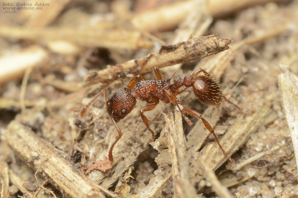 Myrmica sabuleti - gyakori bütyköshangya