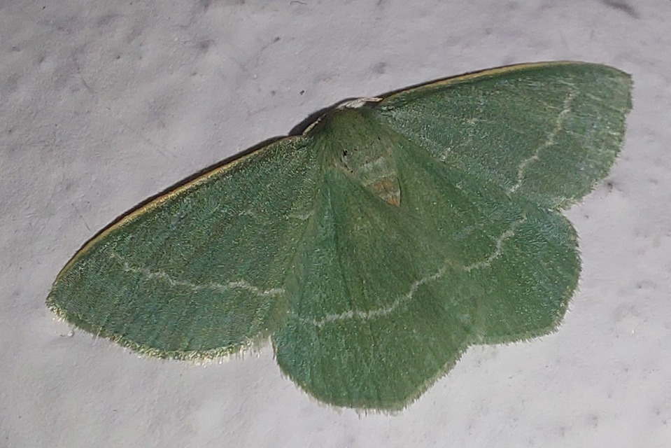 Chlorissa viridata - üdezöld araszoló