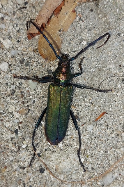 Aromia moschata - pézsmacincér
