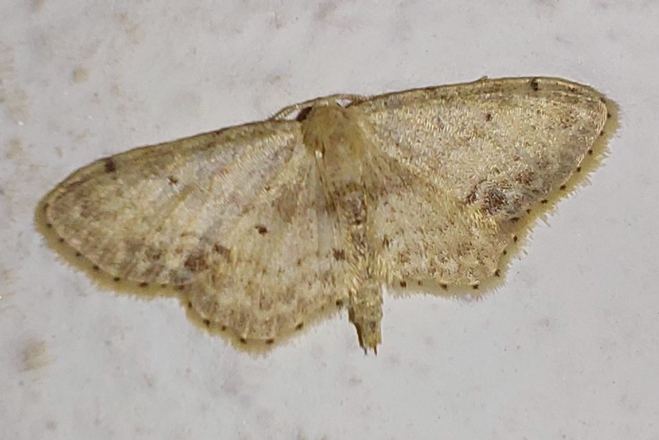 Idaea dimidiata - gyakori apróaraszoló